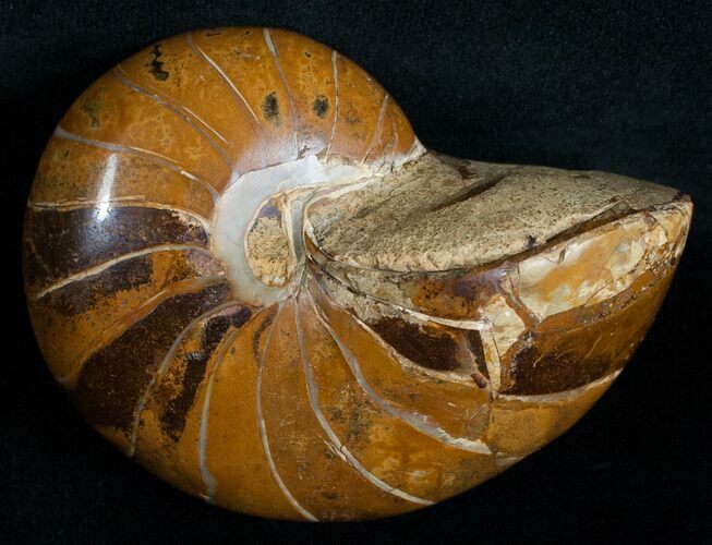Nautilus Fossil From Madagascar - #6037